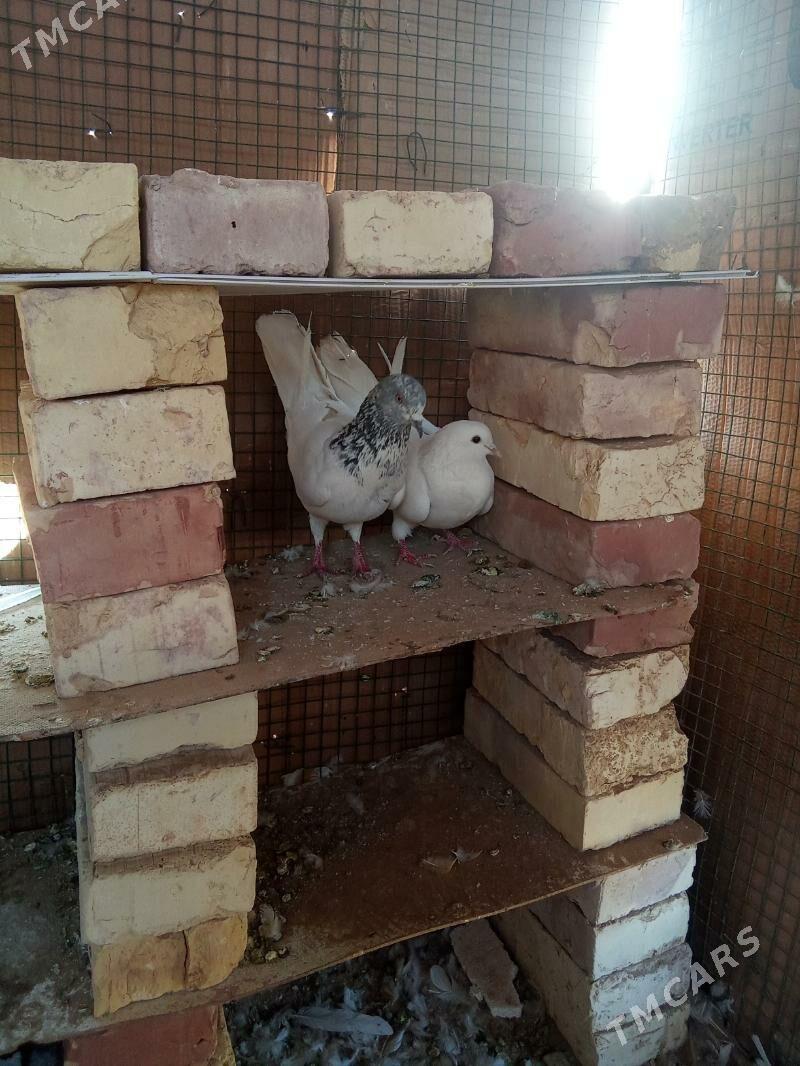 🪽️kepderi ️🪽 - Garagum etraby - img 3