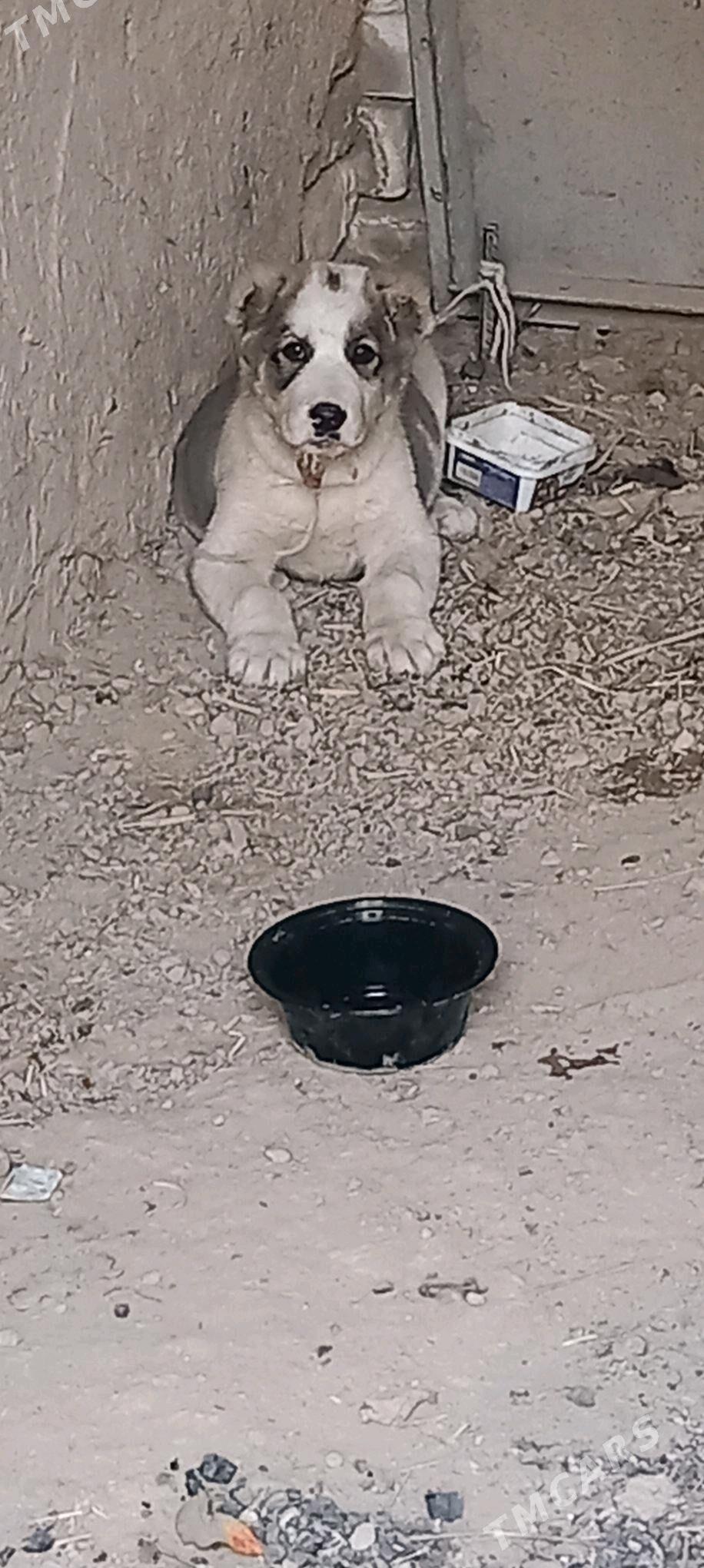 it - Aşgabat - img 4