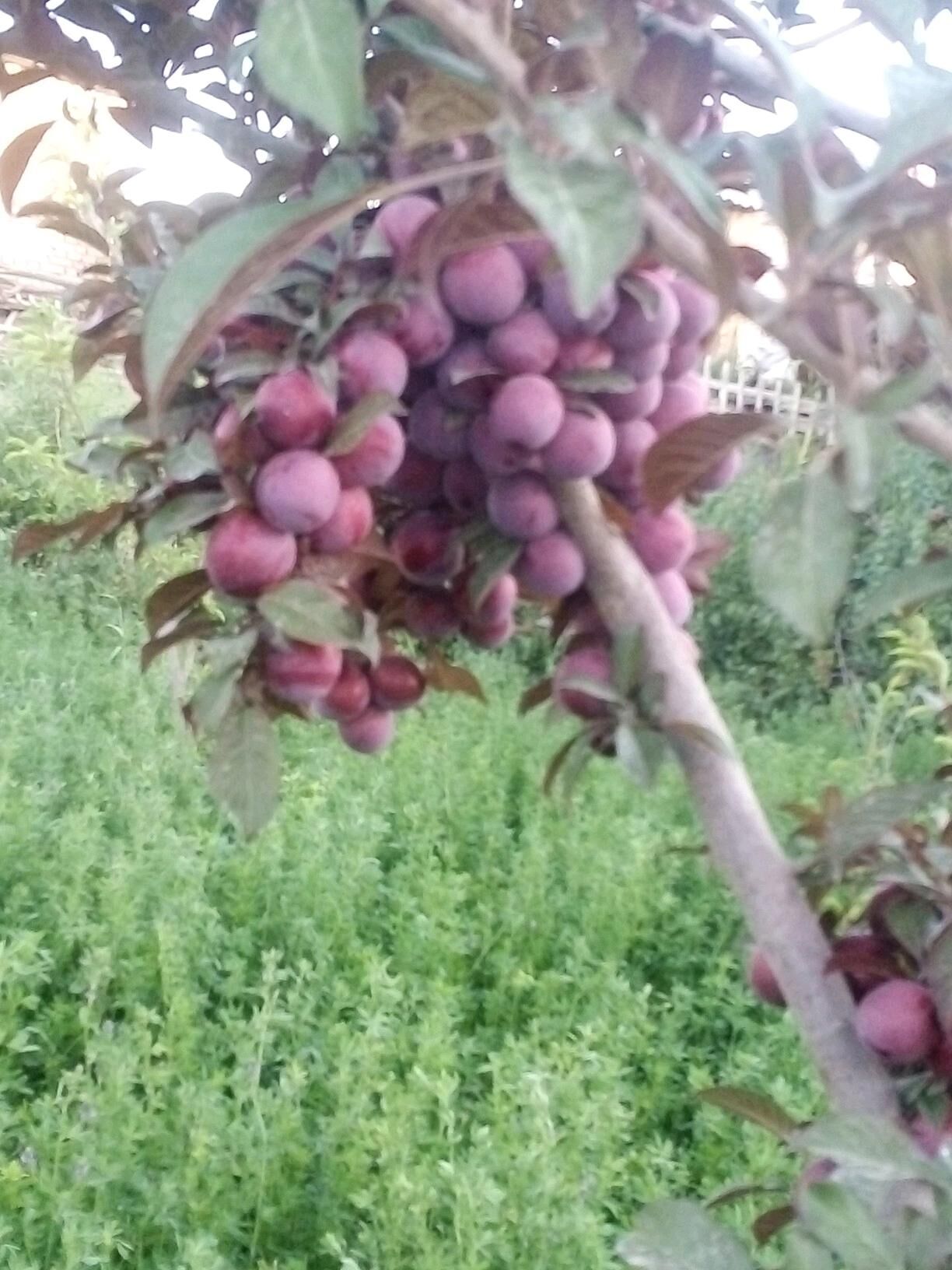 badam nahal Nonparail - Мары - img 2