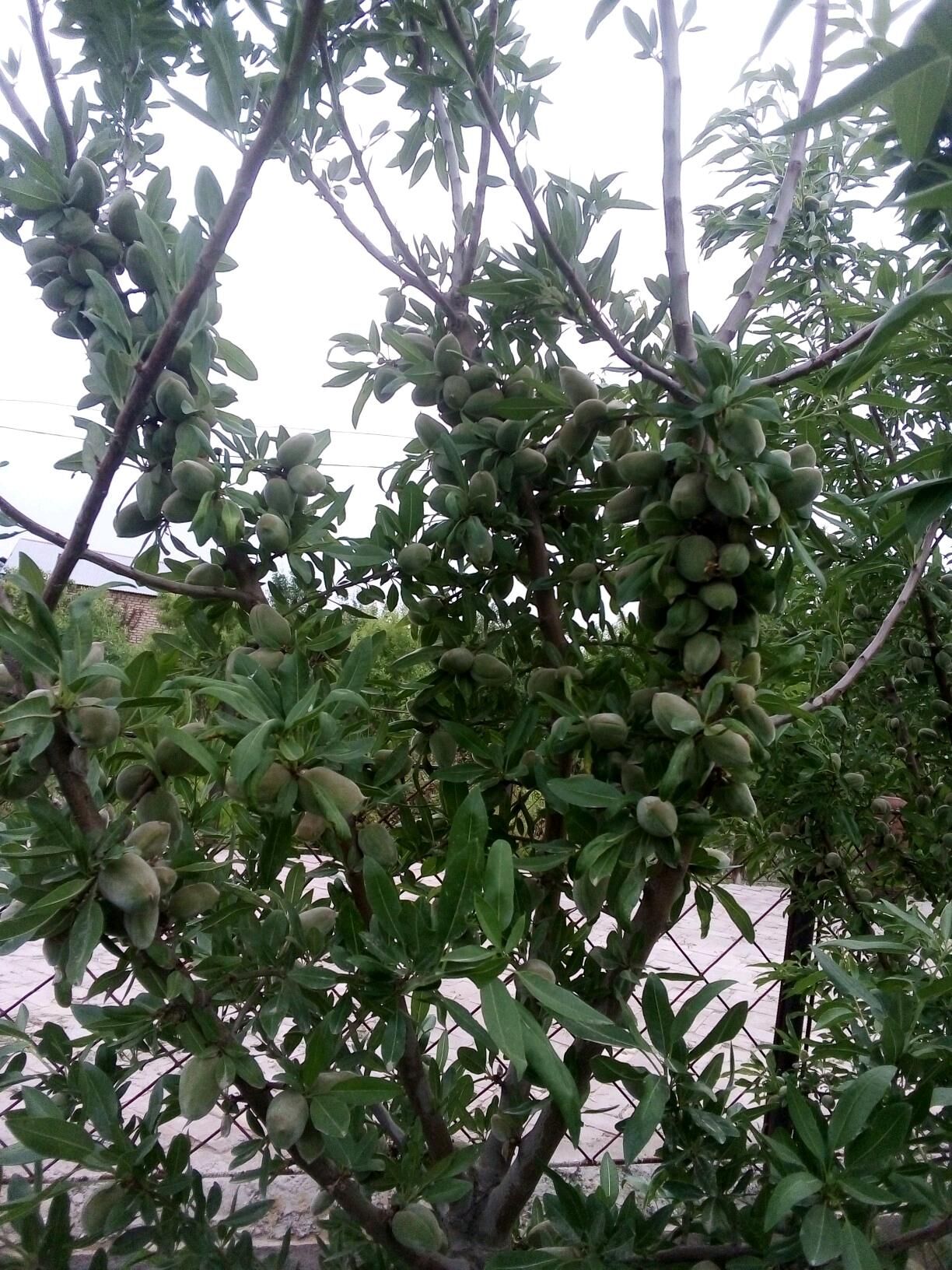 badam nahal Nonparail - Мары - img 3