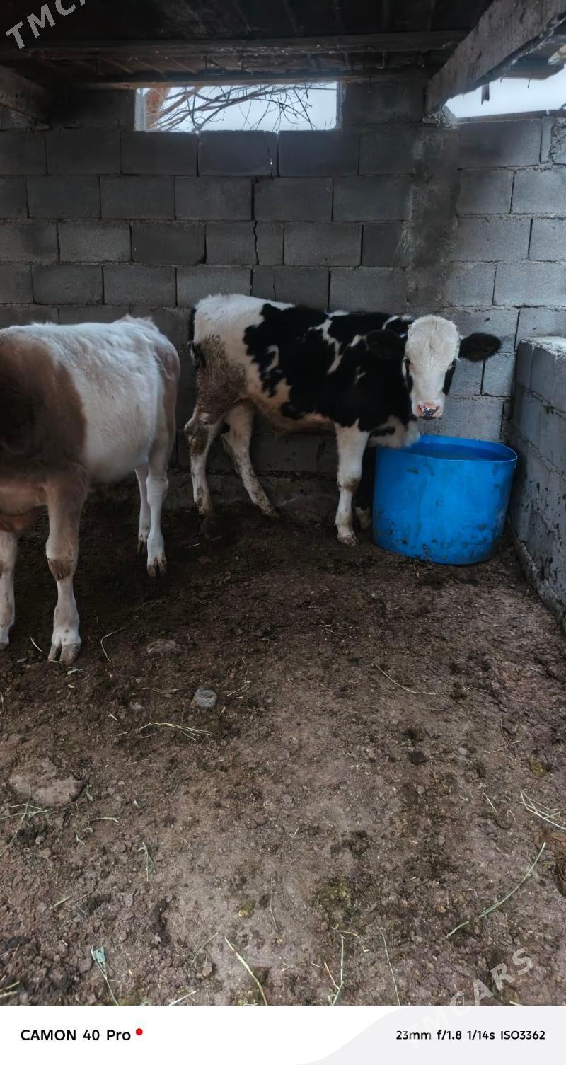 okuz - Чоганлы - img 2