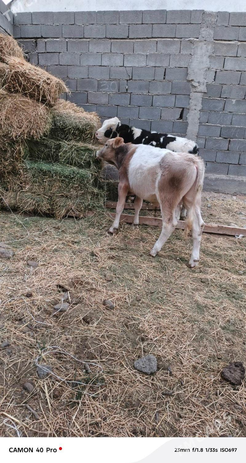 okuz - Чоганлы - img 3