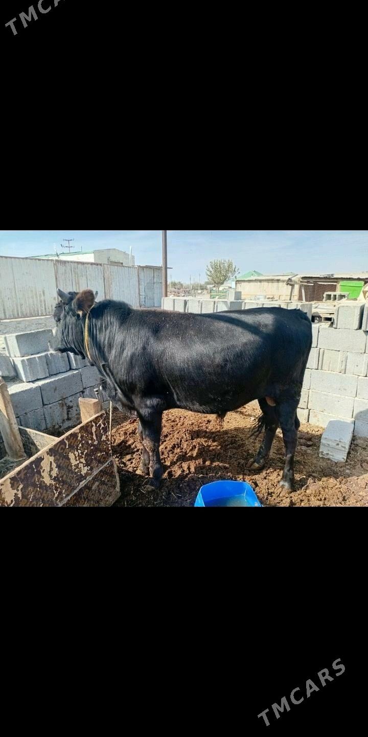 öküz - Ak bugdaý etraby - img 1