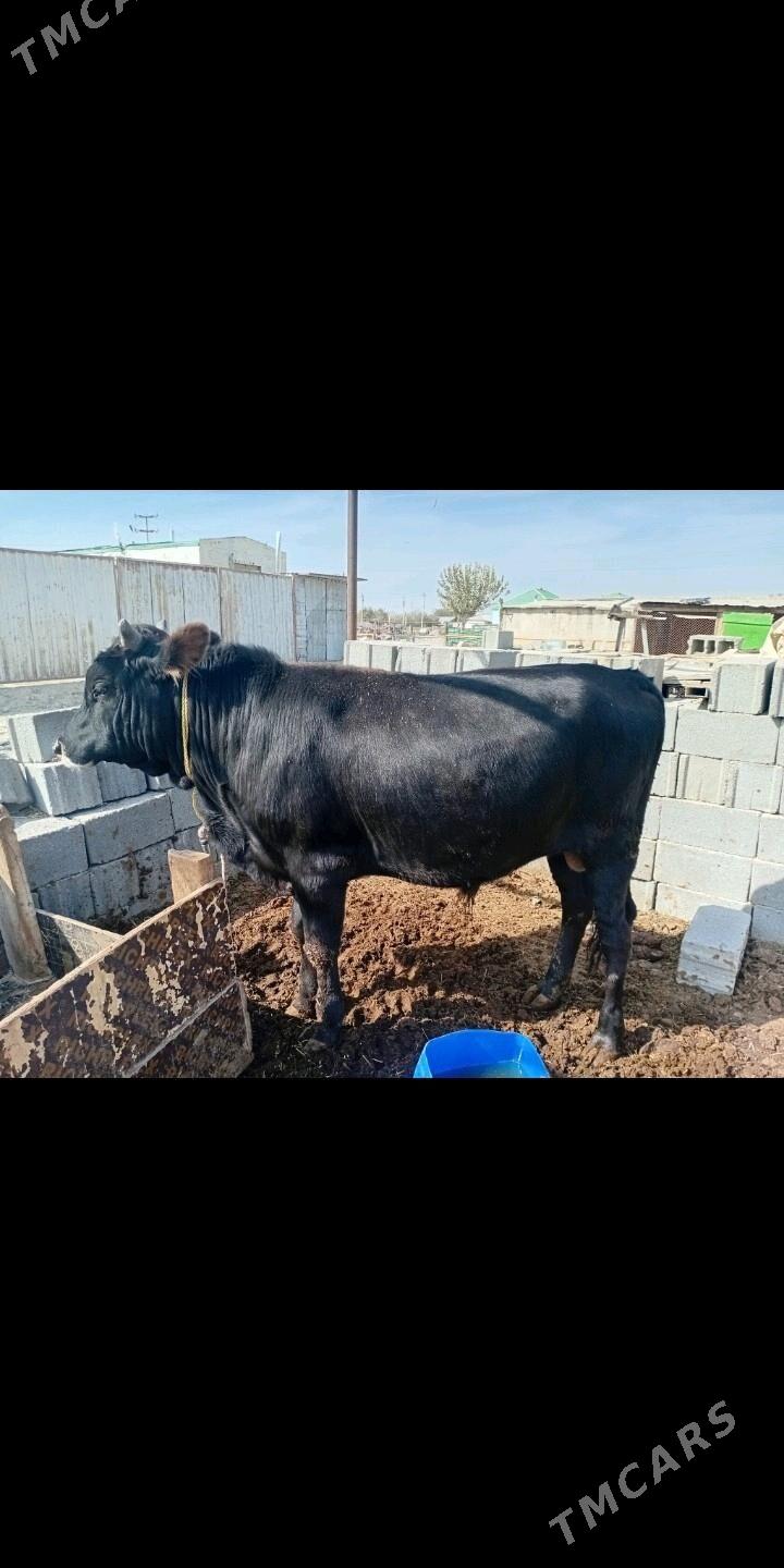 öküz - Ak bugdaý etraby - img 2