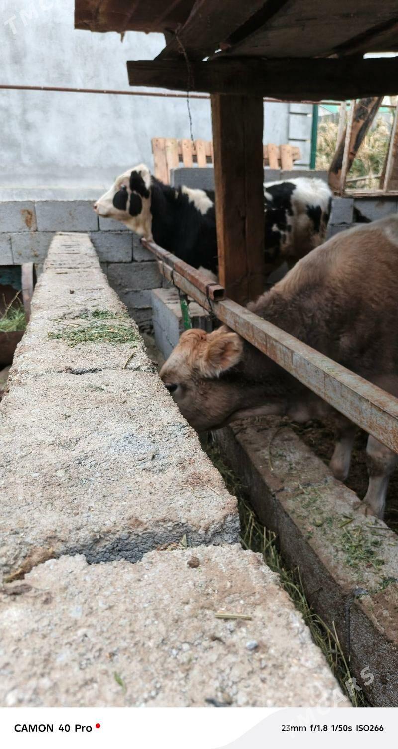 okuz - Чоганлы - img 4