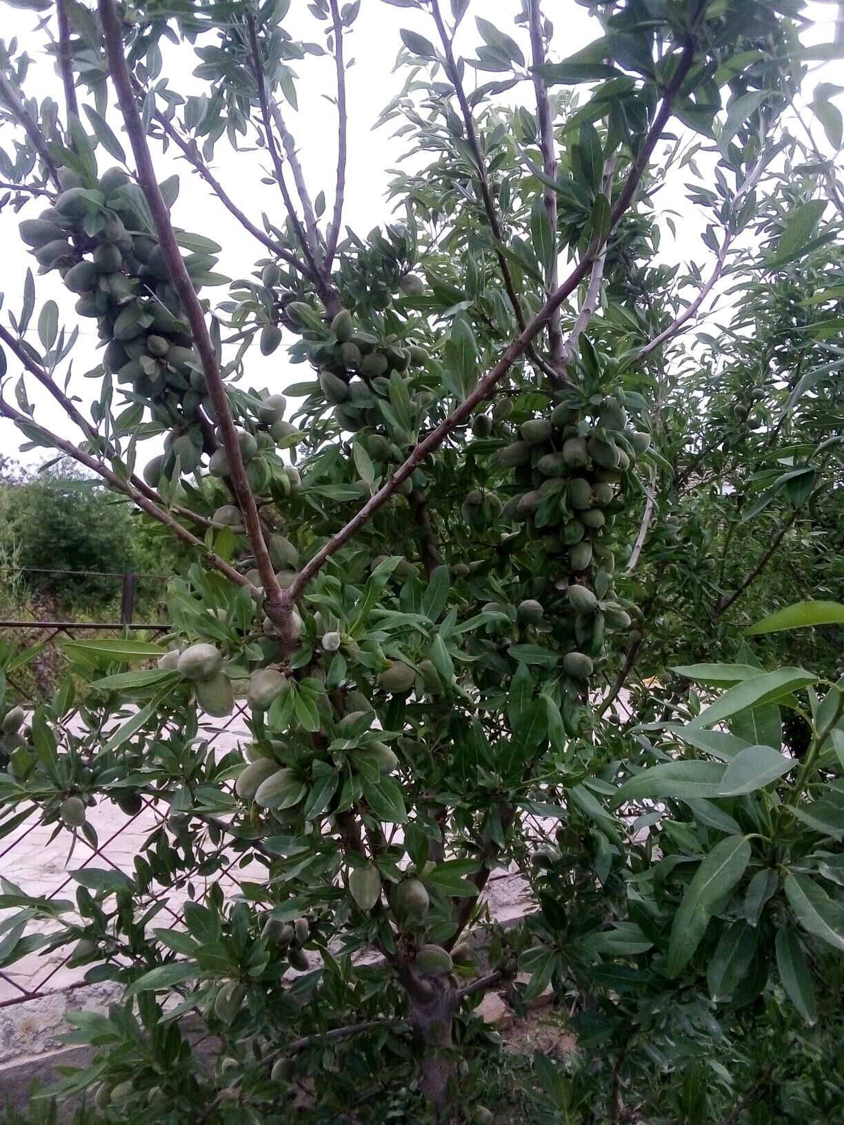 badam nahal Nonparail - Мары - img 4