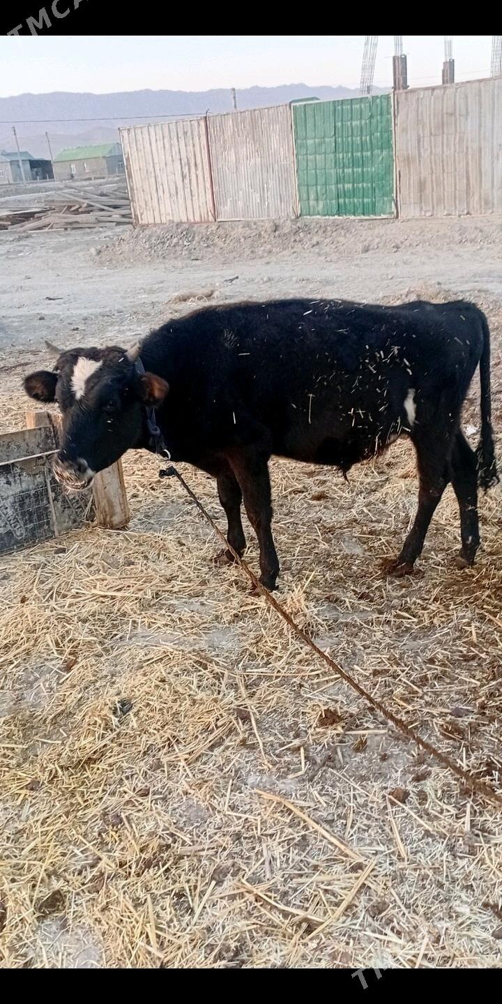 öküz - Ak bugdaý etraby - img 7