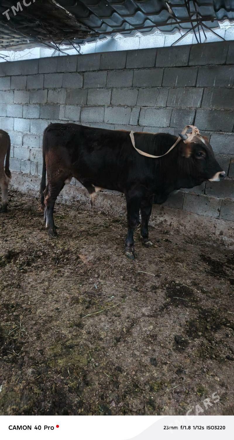 Okuz - Çoganly - img 1