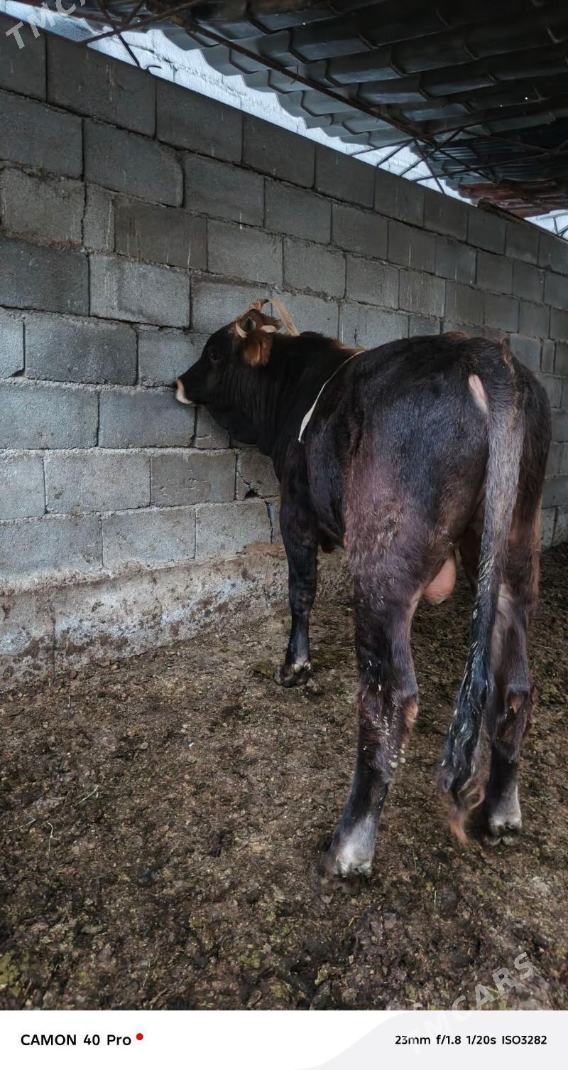 Okuz - Çoganly - img 2