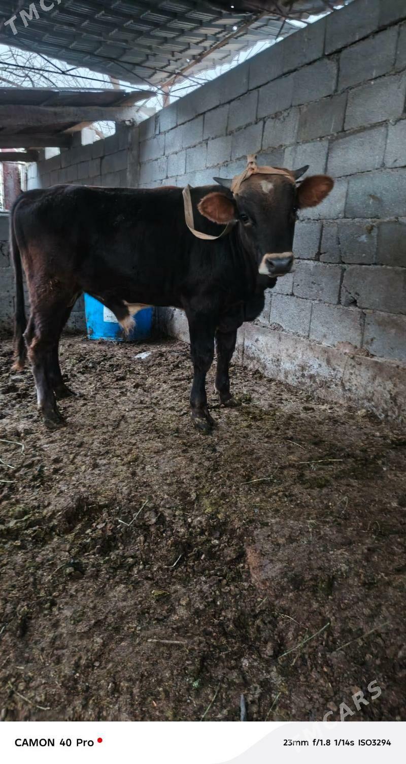 Okuz - Çoganly - img 3