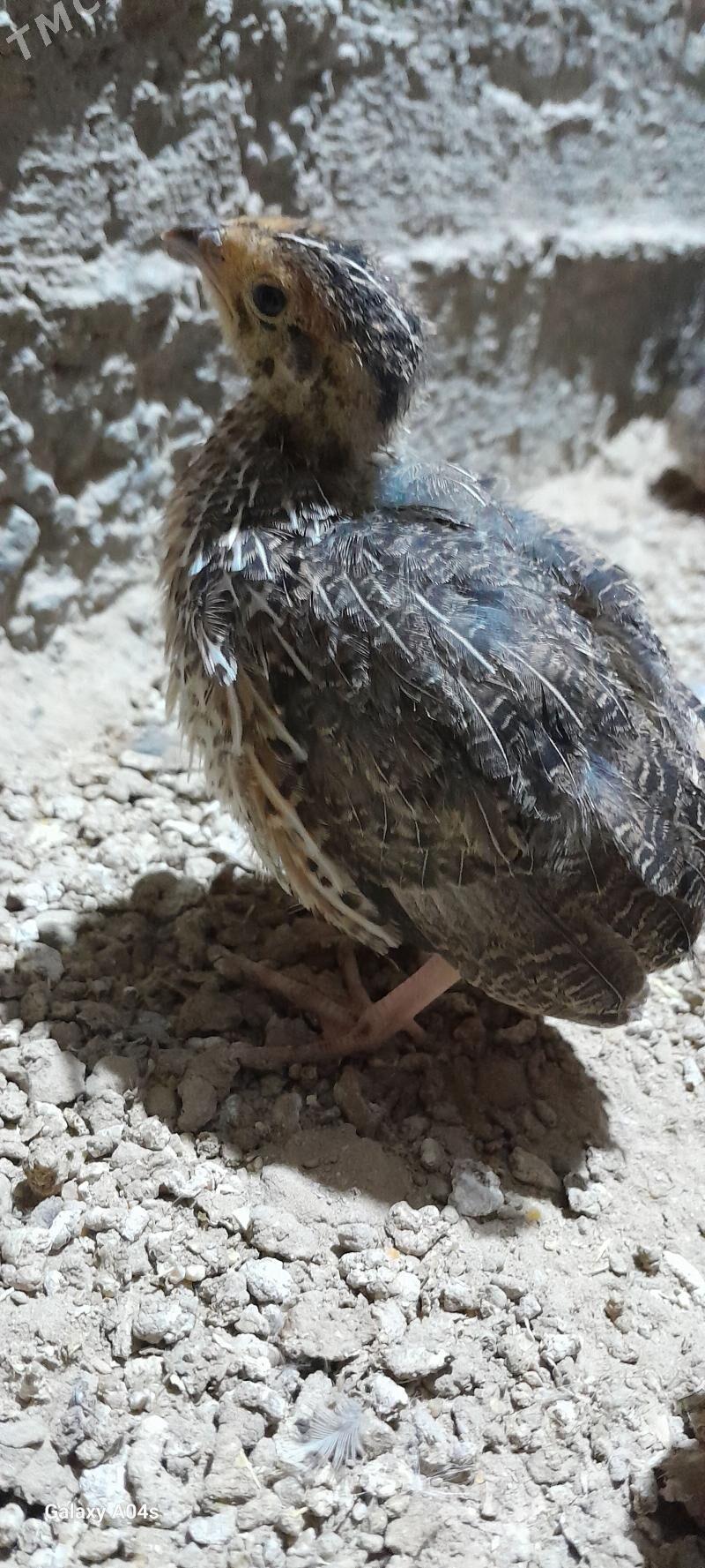 Bedene - Gökdepe - img 1