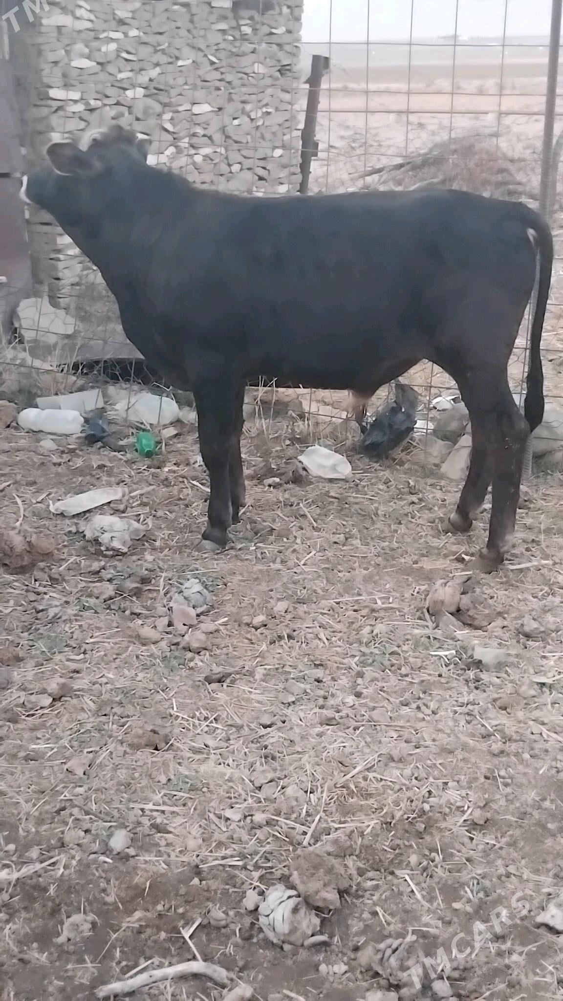 öküz - Bäherden - img 1