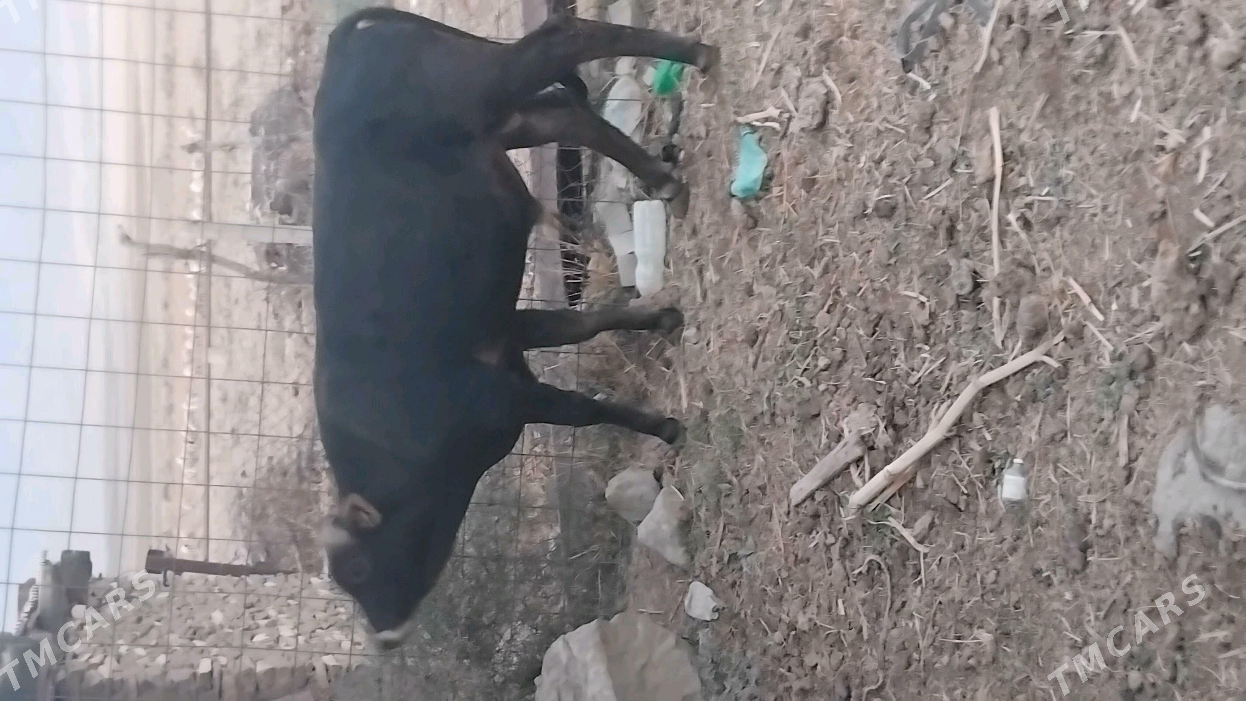 öküz - Bäherden - img 2