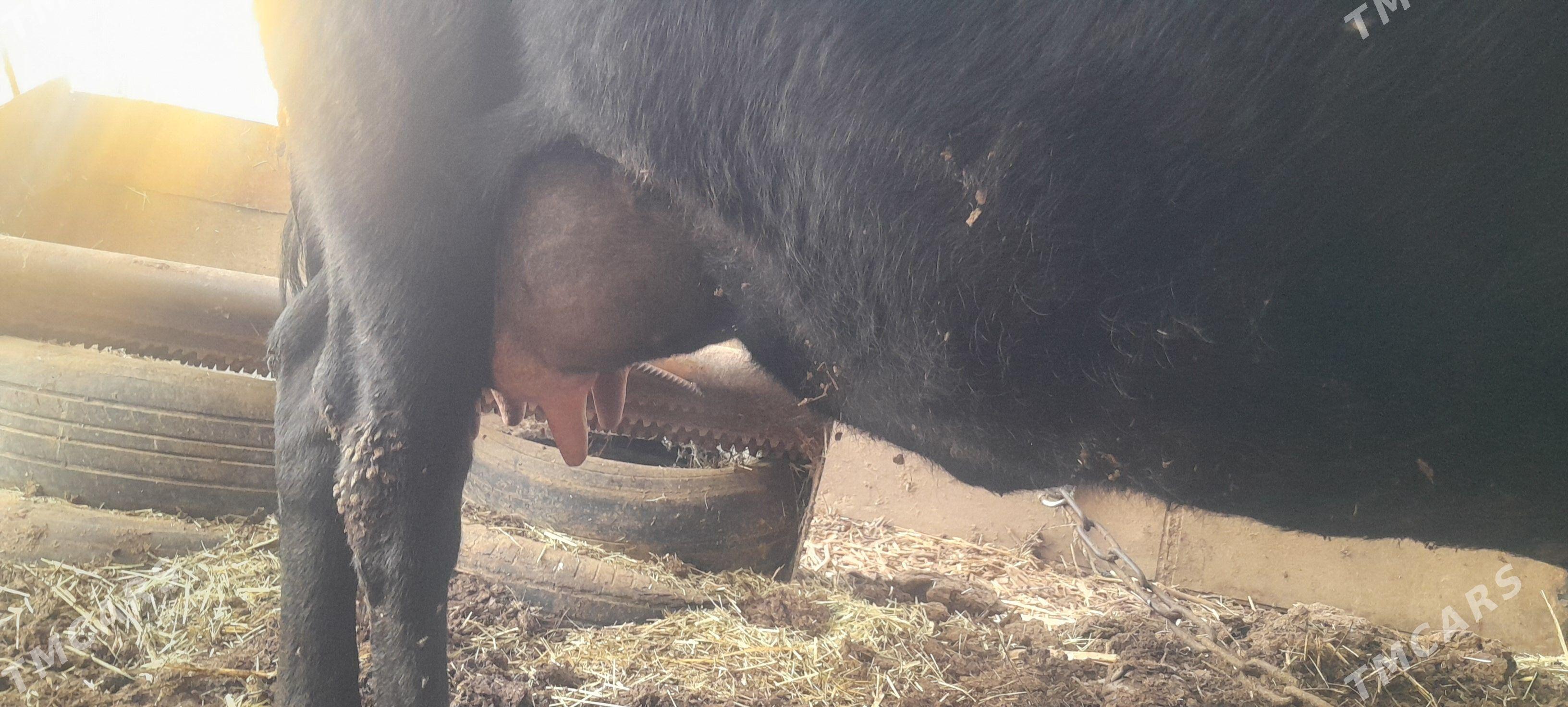 goleli sygyr - Wekilbazar - img 1