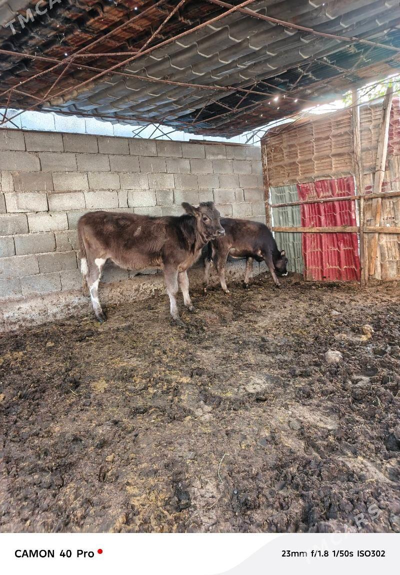 Tuwe - Çoganly - img 1