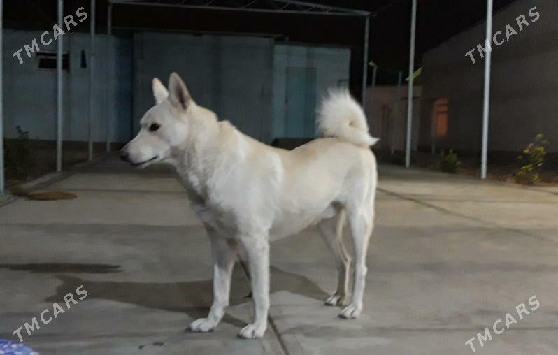 SIBIRISKI LAÝKA - Garadamak - img 2