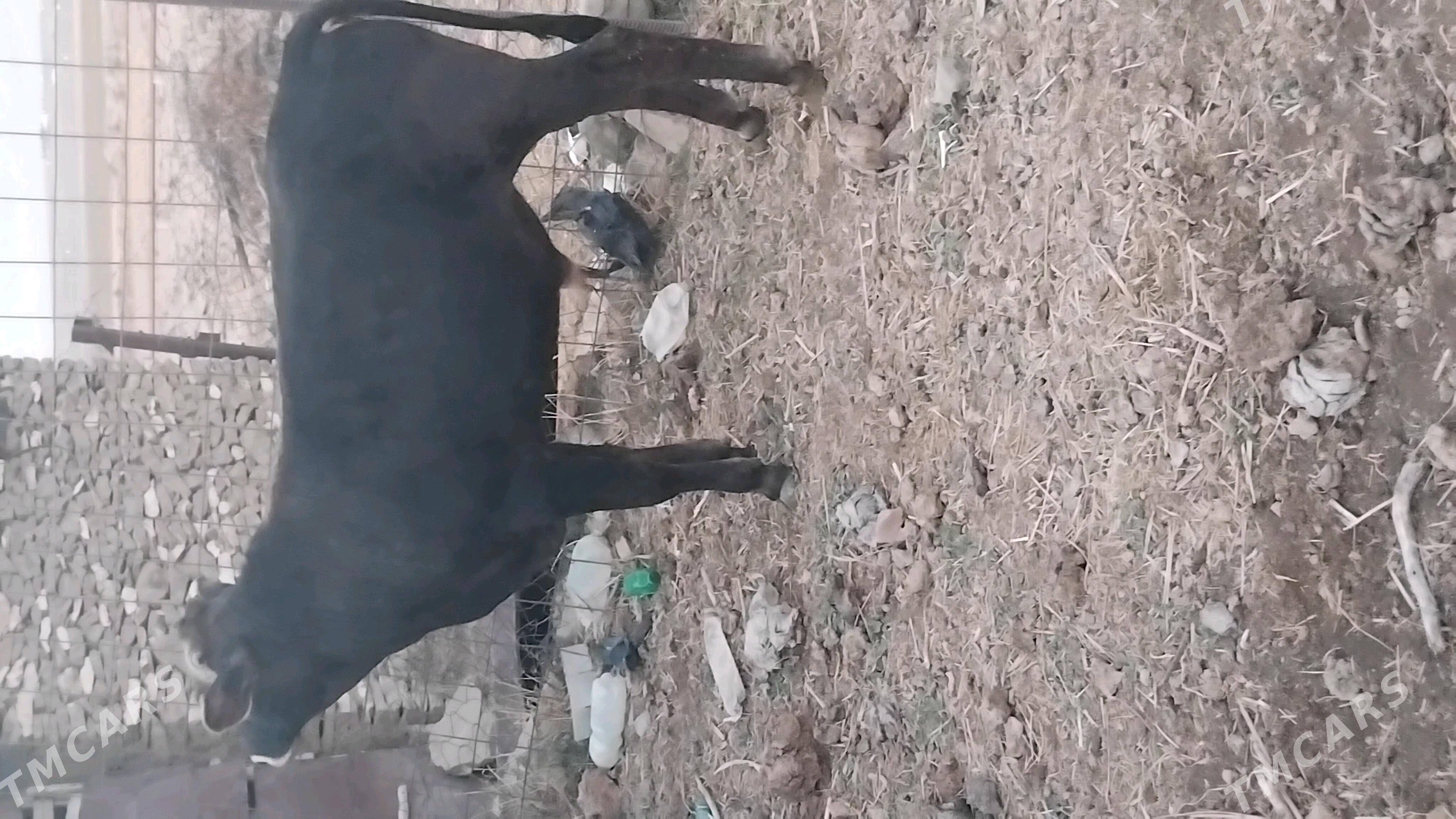 öküz - Bäherden - img 4