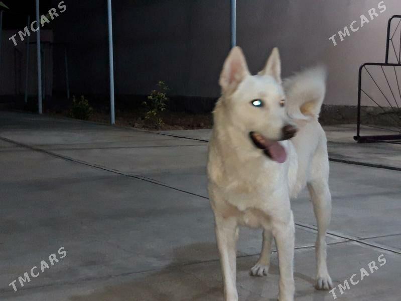 SIBIRISKI LAÝKA - Garadamak - img 3