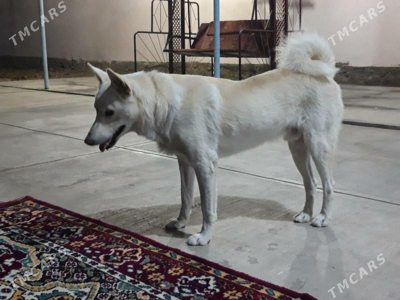 SIBIRISKI LAÝKA - Garadamak - img 4