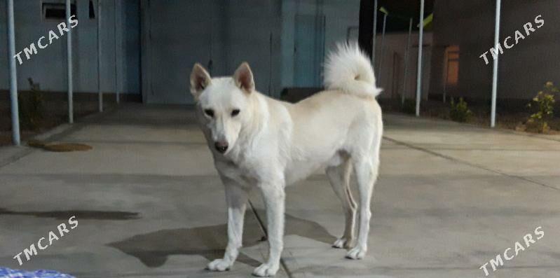 SIBIRISKI LAÝKA - Garadamak - img 5