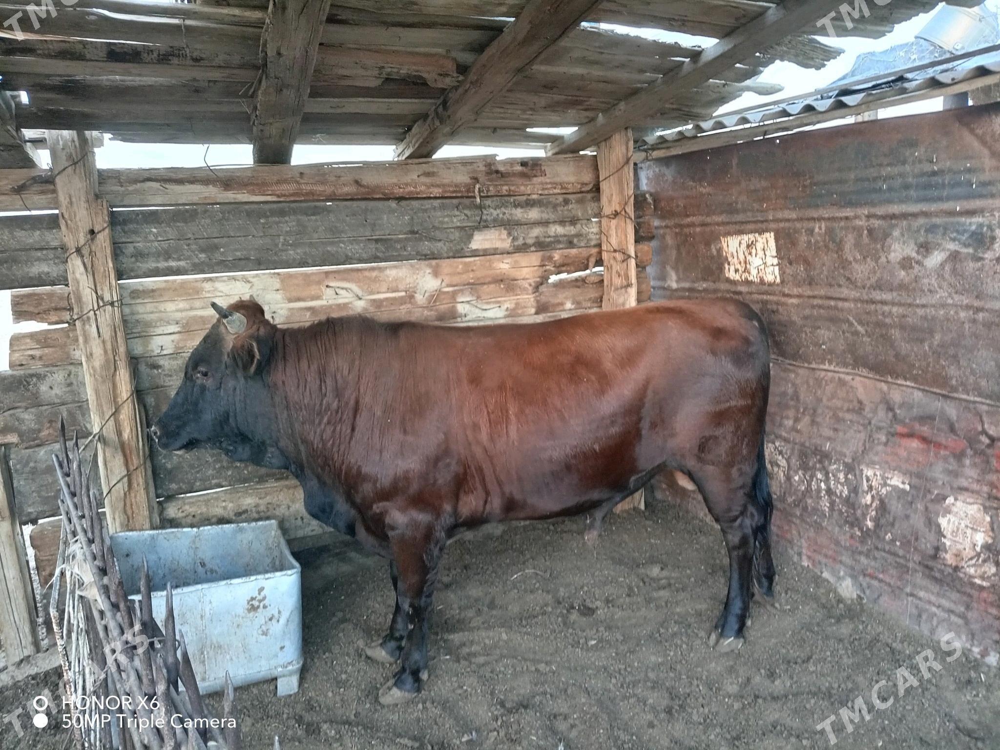 Okuz - Balkanabat - img 2