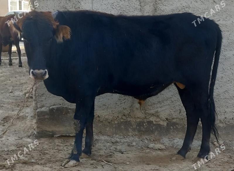 okuz - Änew - img 2