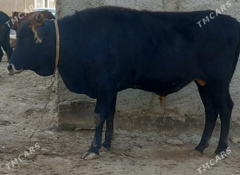 okuz - Änew - img 1