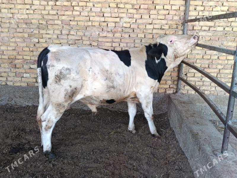 Ala okuz - Херрикгала - img 6