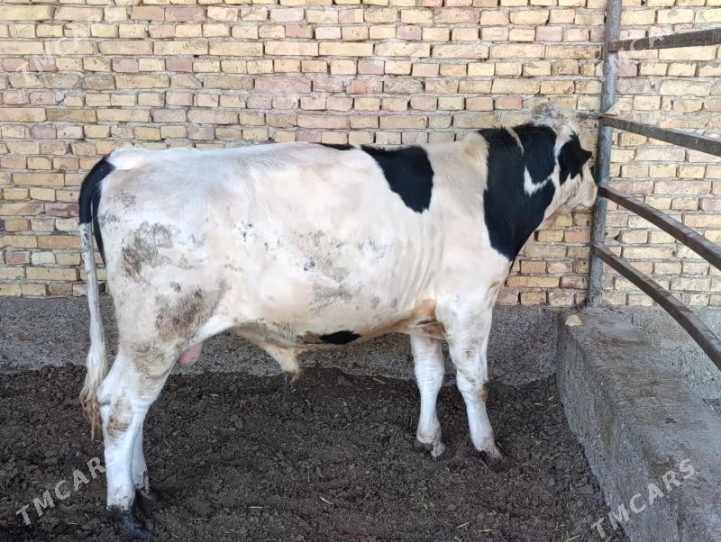 Ala okuz - Херрикгала - img 2