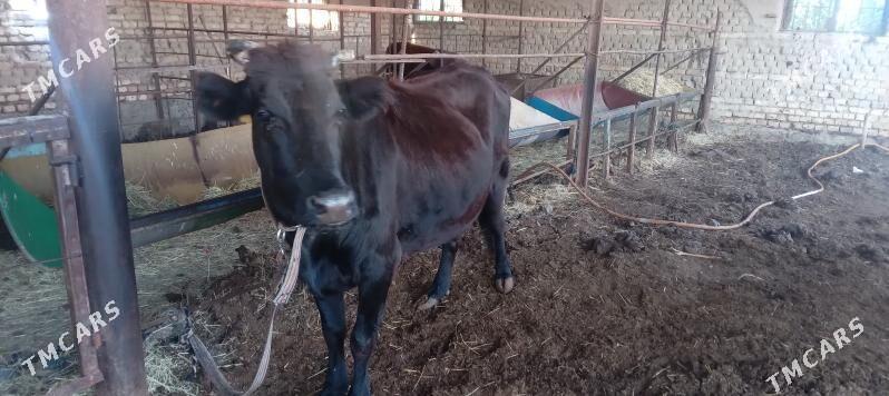 gysyr bakylan - Mary - img 2