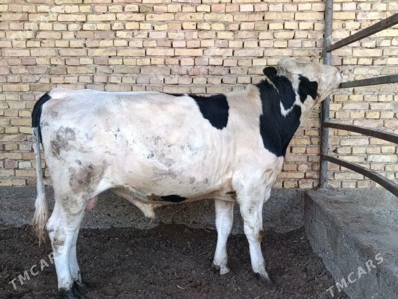 Ala okuz - Херрикгала - img 7