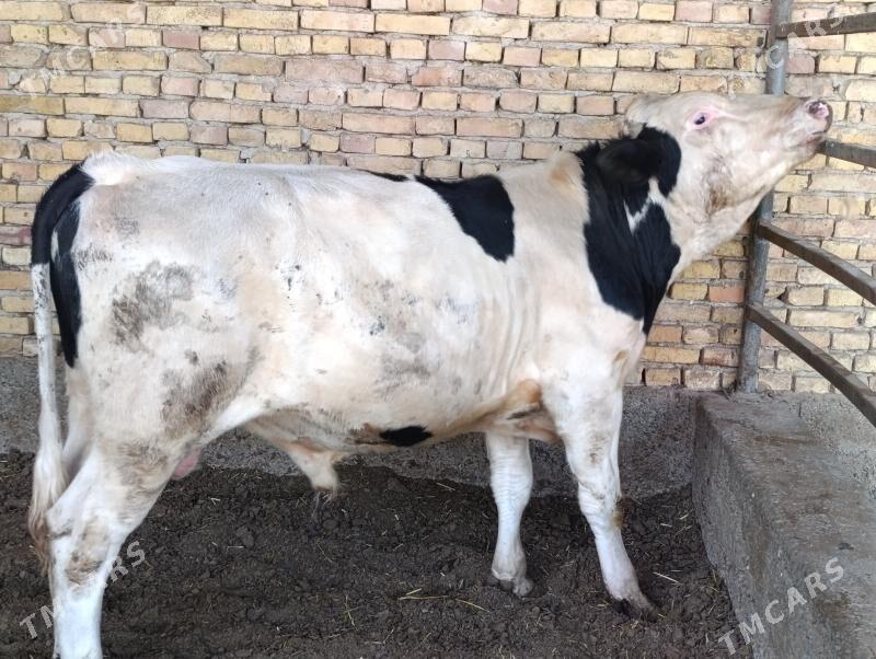 Ala okuz - Херрикгала - img 4