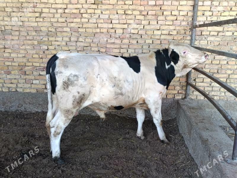 Ala okuz - Херрикгала - img 1