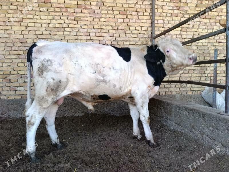 Ala okuz - Херрикгала - img 5