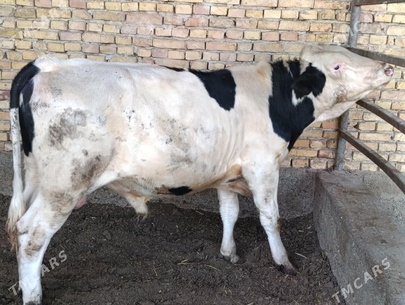 Ala okuz - Херрикгала - img 3