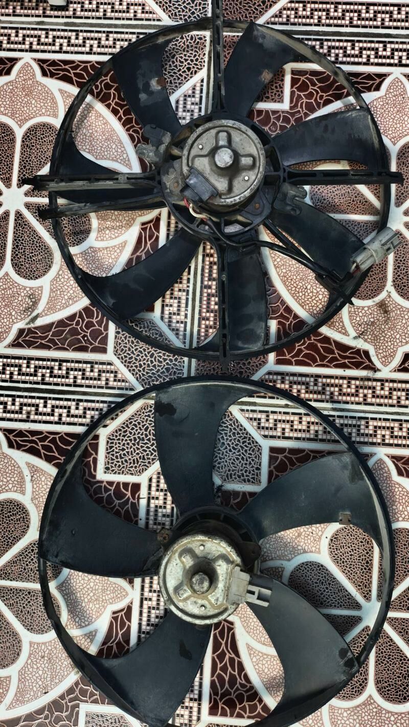 okuz kelle lopus 600 TMT - Ашхабад - img 2