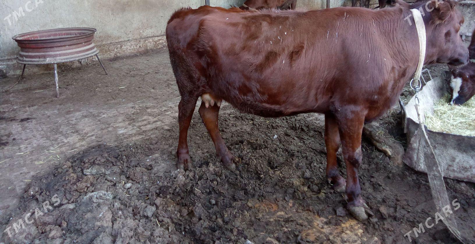 sygyr - Mary - img 2