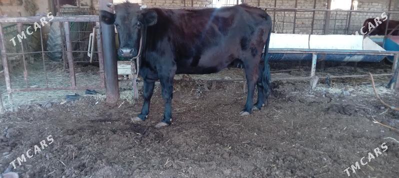 gysyr bakylan - Mary - img 1