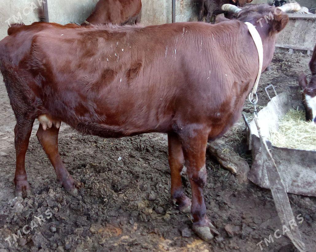 sygyr - Mary - img 3