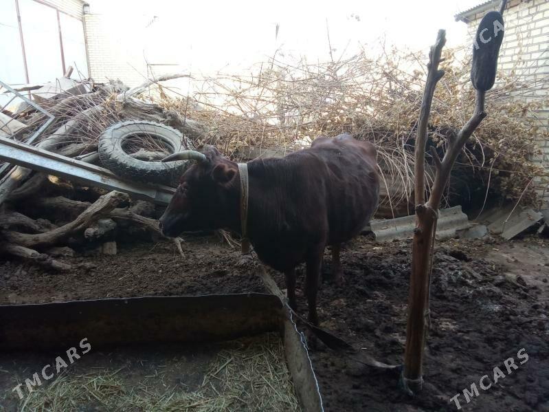 sygyr - Mary - img 4