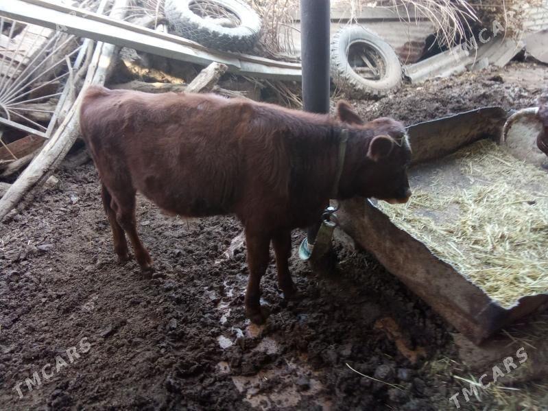 sygyr - Mary - img 6