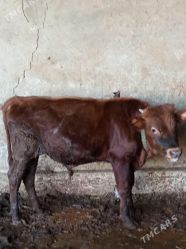 sygyr - Mary - img 10