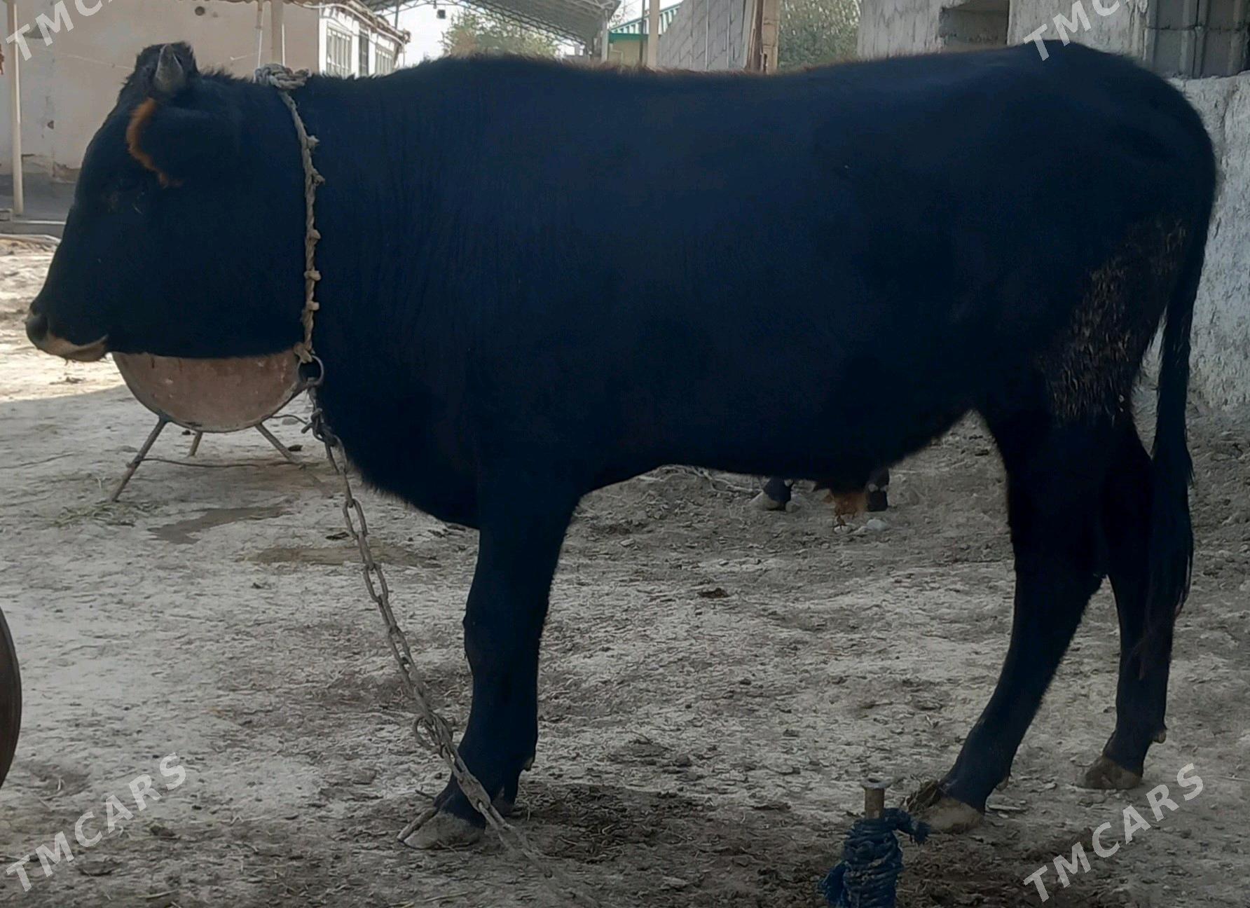 okuz - Änew - img 5