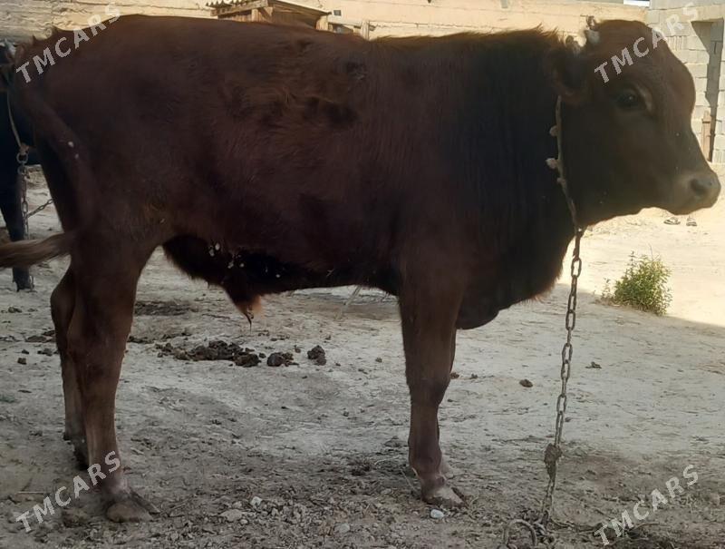 okuz - Änew - img 8