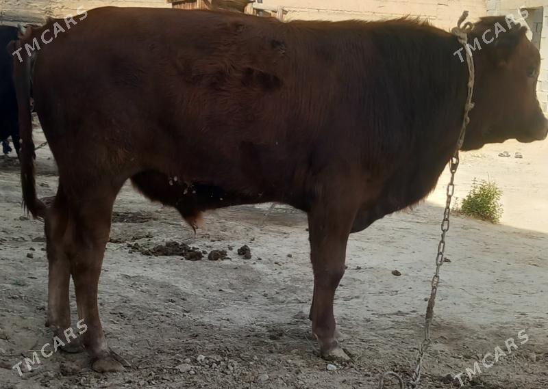 okuz - Änew - img 7