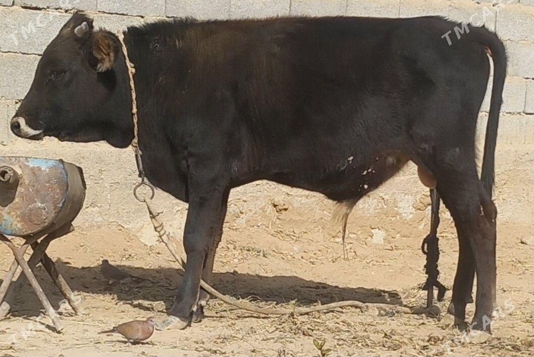 okuz - Änew - img 9