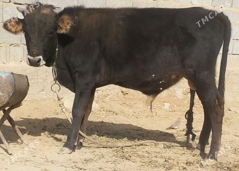 okuz - Änew - img 10