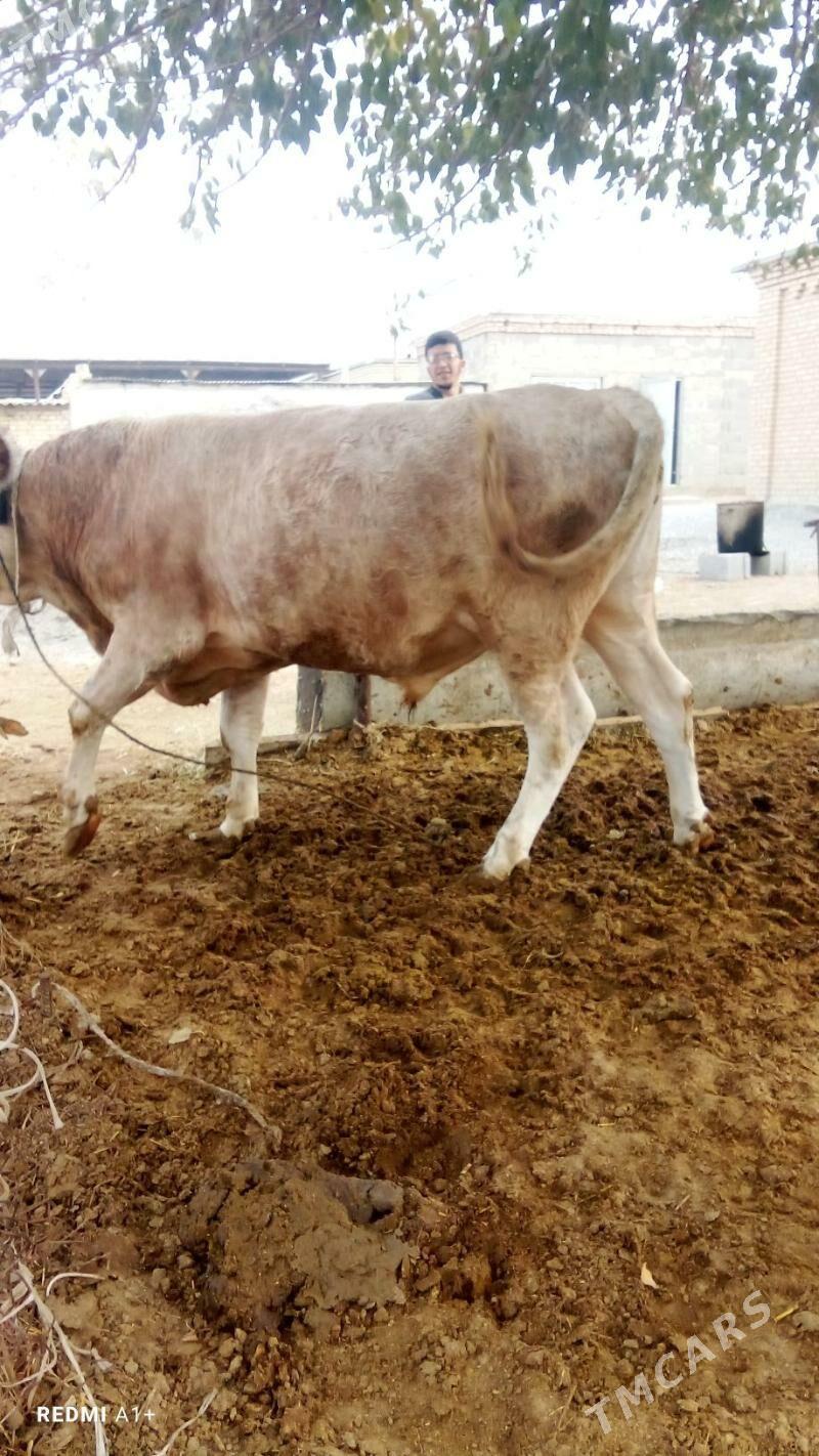 öküz - Bäherden - img 1