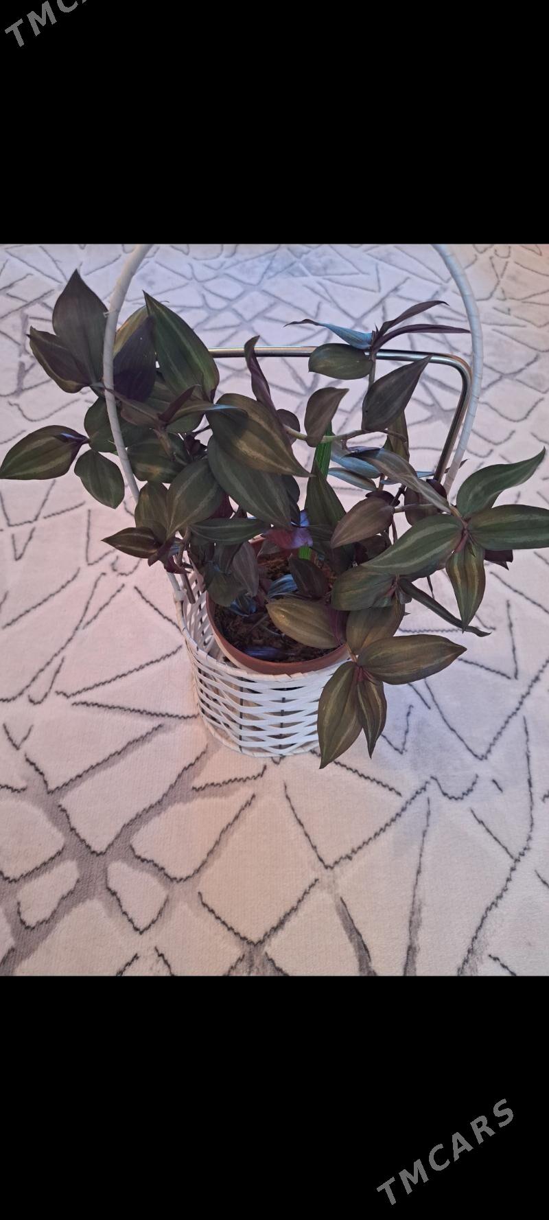 Цветы - Ашхабад - img 1