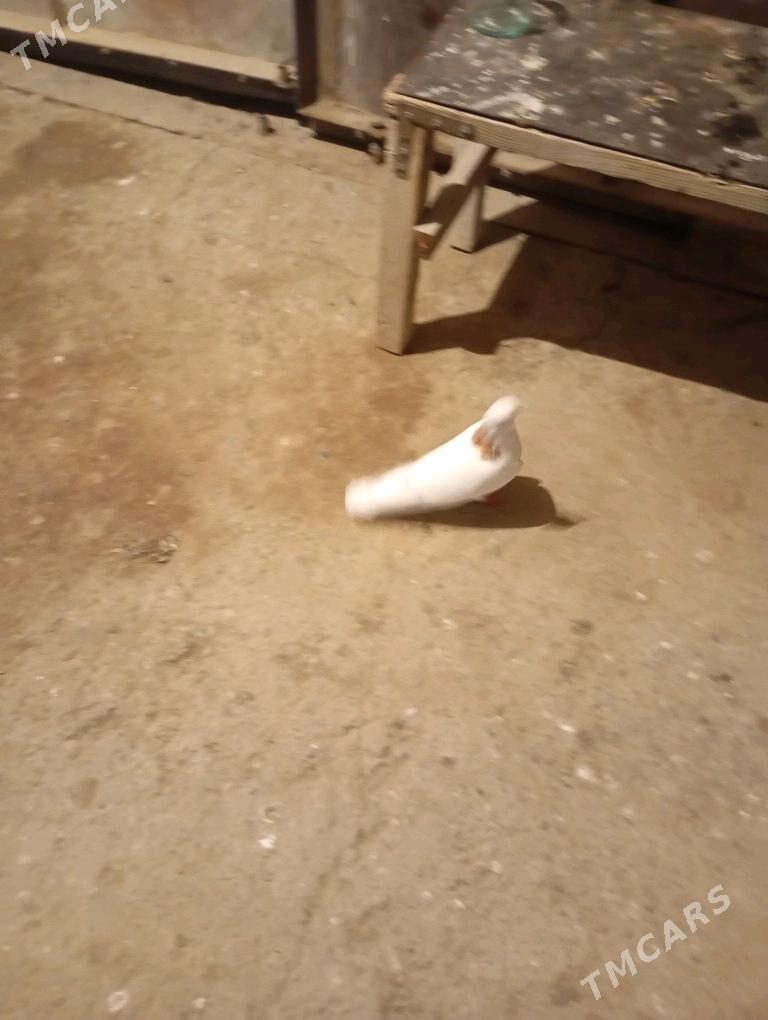 kepderi - Gyzylarbat - img 4